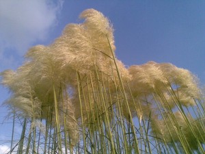 Der Wind im I Ging steht für die Anpassungsfähigkeit und die Wandlung. Achte woher die Winde wehen. Das Gebot auf dem Wasser.