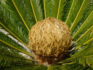 Die Sägeblatt-Palme zeigt die individuell vollendete Kernkraft des Wesens. Das ist das Ziel im Persönlichkeitscoaching.