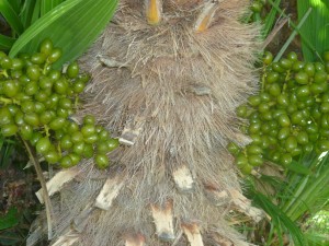 Palme mit heran reifenden Früchten. Die Zweiseitigkeit einer Achse. Elementares Feng Shui Merkmal.