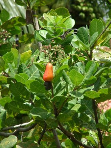 Die Nierenfrucht, die Cashewnut. Wirkung; stimmungserhellend und beruhigend. Die Energie von Nord III Sektor im Feng Shui.