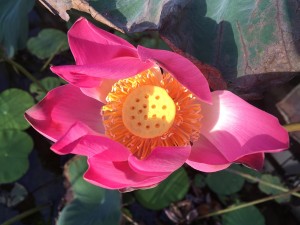 Als Begrüssung zu Beginn in den Park